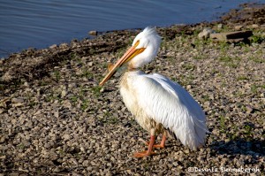 1592 American White Pelican (Pelicanus erythrorynchos)