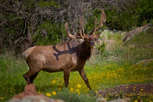 1595 Rocky Mountain Bull Elk with Velvet Antlers