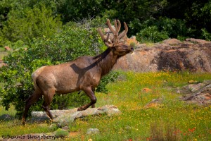 1596 Rocky Mountain Bull Elk with Velvet Antlers (Cervus elaphus)