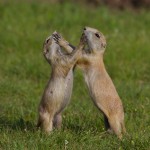 1597 Black-tailed Prairie Dog (Cynoms ludovicianus)