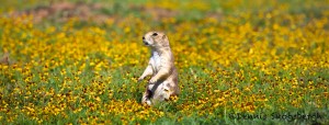 1605 Black-tailed Prairie Dog (Cynoms lodivicianus)