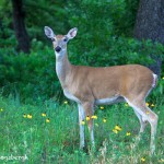 1615 White-tailed Deer (Odocoileus viriginianus), Juvenile Male