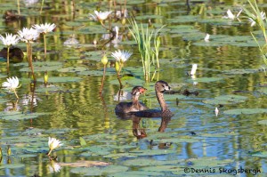 1624 Pied-billed Grebe (Podilymbus podiceps)