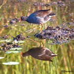 1626 Male Common Moorhen (Gallinula chloropus)