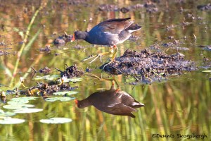 1626 Male Common Moorhen (Gallinula chloropus)