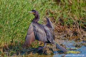 1633 Neotropic Cormorant (Phalacrocorax brasilianus), Anahuac NWR, TX