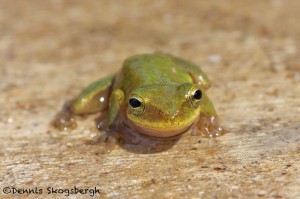 1649 American Green Tree Frog (Hyla cinerea). Anahuac National Wildlife Refuge, TX