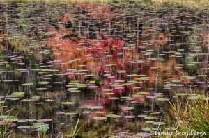 1771 Autumn Reflections