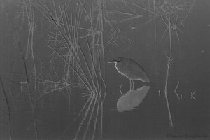 1808 Blue Heron, Foggy Wetlands, Artistic Rendering