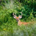 1825 Buck White-tailed Deer, Velvet Antlers (Odocoileus virginianus)