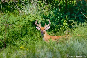 1825 Buck White-tailed Deer, Velvet Antlers (Odocoileus virginianus)