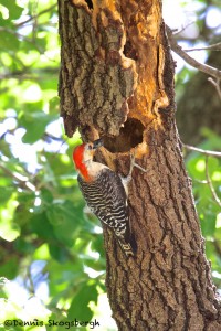 1834 Adult Male Red-bellied Woodpecker (Melanerpes carolinus)