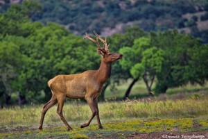 1839 Young Bull Elk, September