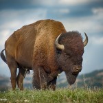 1840 Bison