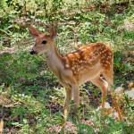 1844 Fawn, White-tailed Deer (Odocoileus virginianus)