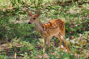 1844 Fawn, White-tailed Deer (Odocoileus virginianus)