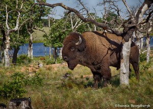 1846 Bison