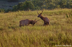 1848 Bull Elk, Morning Sparring