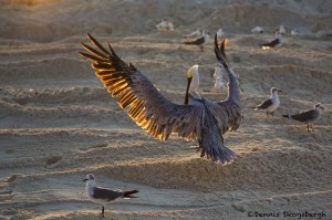 1862 Brown Pelican (Pelicanus occidentalis)