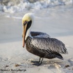 1865 Brown Pelican (Pelicanus occidentalis)