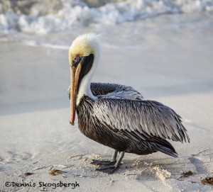 1865 Brown Pelican (Pelicanus occidentalis)