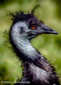 1873 Emu (Dromaius novaehollandiae)