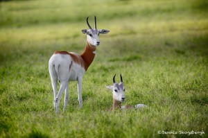 1877 Addra Gazelle (Gazella dama ruficolis)