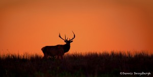 1879 Bull Elk, Sunset