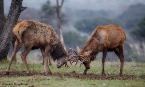 1894 European Red Deer (Cervus elaphus) Sparring During the Fall Rut
