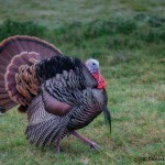 1895 Male Wild Turkey (Meleagrils gallopavo)