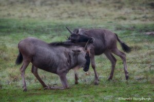 1896 Sparring Wildebeest (Connochaetes taurinus)