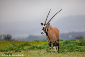 1897 Roan Antelope (Hippotragus equinus)