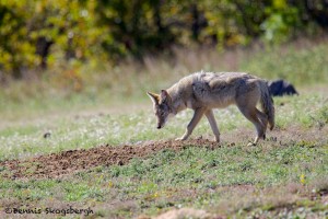 1899 Coyote (Canis latrans)