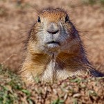 1900 Black-tailed Prairie Dog (Cynoms ludovicianus)