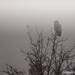 1903 Barred Owl (Strix varia), Foggy Winter Dawn