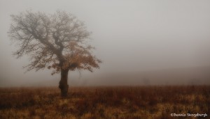 1904 Foggy Winter Morning