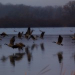 1906 Canadian Geese, Foggy Winter Morning