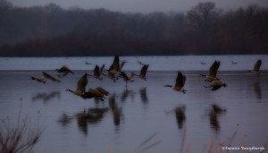 1906 Canadian Geese, Foggy Winter Morning