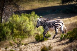 1914 Hartman's Mountain Zebra (Eqqus zebra hartmannae)