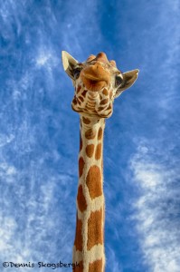 1915 Giraffe (Giraffa camelopardalis)