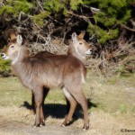 1917 Waterbuck (Kobus elipisprymnus)