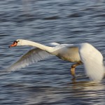 1922 Mute Swan (Cygnus olor)