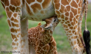 1932 Giraffe (Giraffa camelopardalis) Calf Feeding