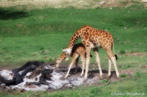 1933 Giraffe (Giraffa camelopardalis), Cow and Calf