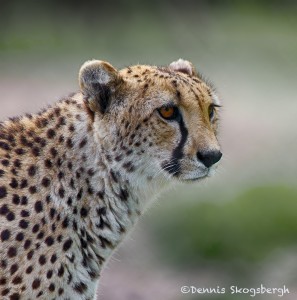 1934 Cheetah (Acinonyx jubatus)