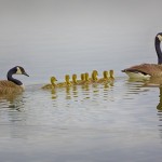 1940 Canada Geese and Goslings