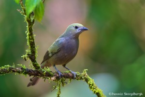 1969 Palm Tanager (Thraupis palmarum)