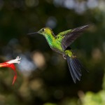 1985 Garden Emerald Hummingbird (Chlorostilbon assimilis)