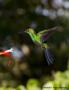1985 Garden Emerald Hummingbird (Chlorostilbon assimilis)
