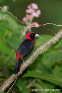 1991 Crimson-collared Tanager (Ramphocelus sanguinolentus)